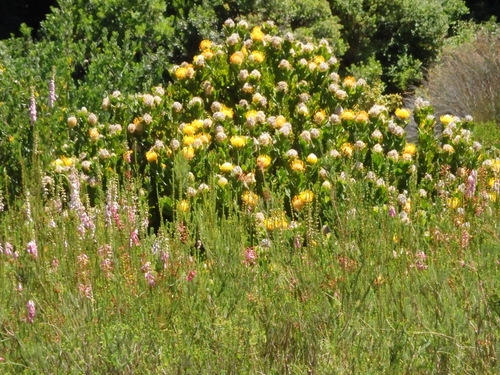 Kirstenbosch National Botanical Garden.